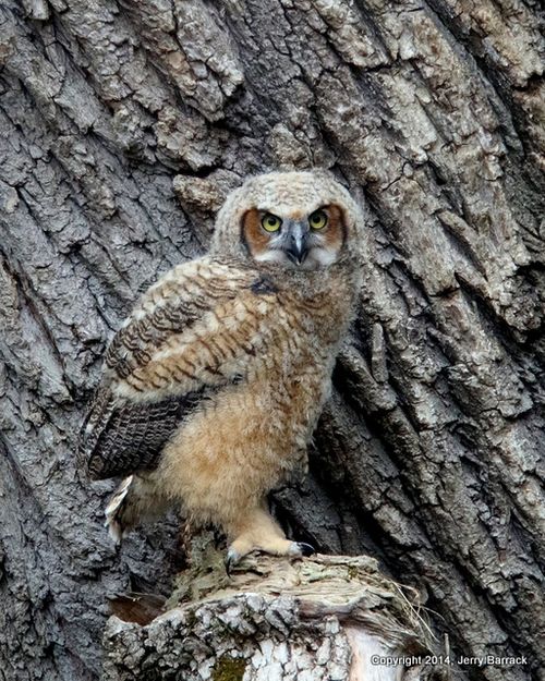 Barrack Owlet-001