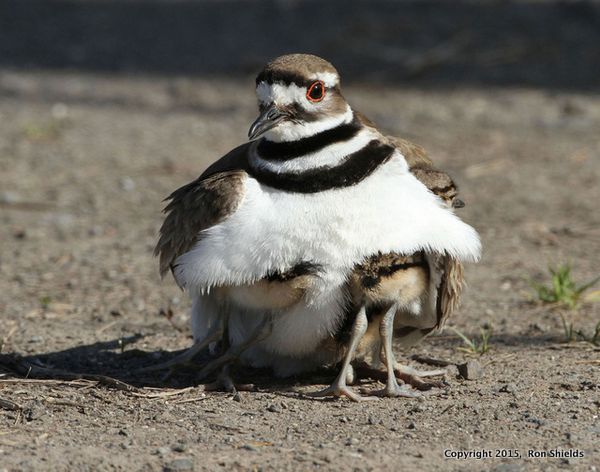 Ron Shields Killdeer mom-001