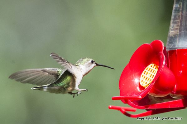 Hummer-007