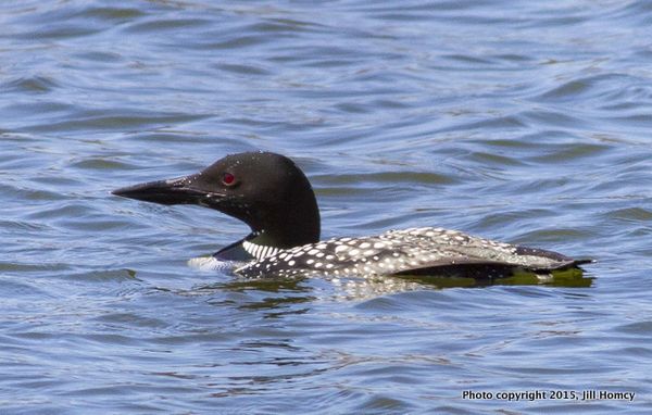 Common loon homcy-001