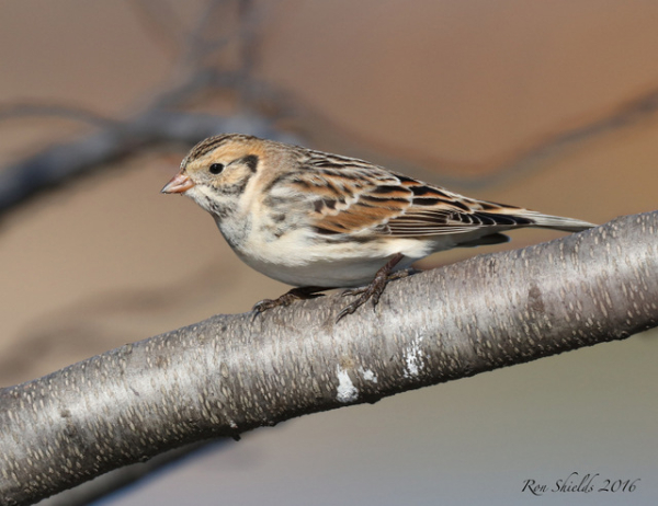 Lapland longspur shields