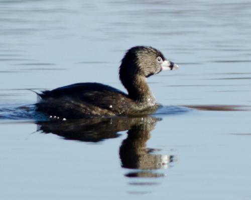 Pied-billed Grebe (2)(1)