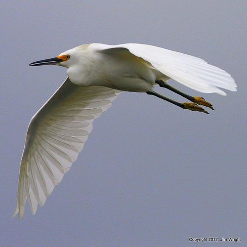 Snowy egret_8254