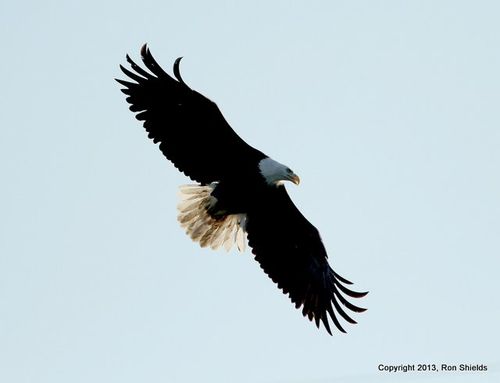 Bald Eagle 14-001