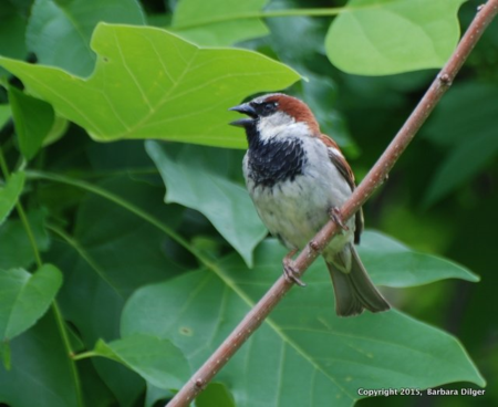 Sparrow, House WaldDSC_0905(1)-001