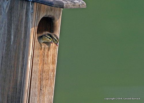 Wood ducklings by barrack-2