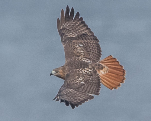Soehnlein  Red-tailed Hawk SLL (1)