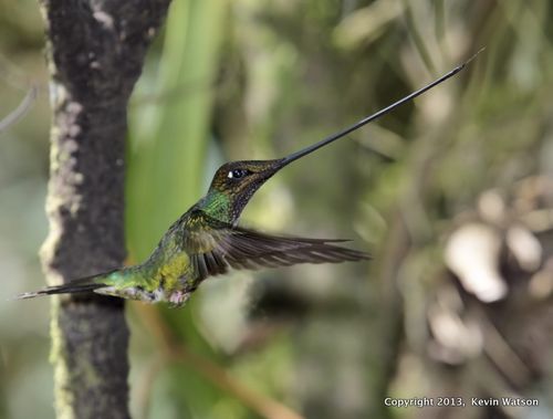 K Watson hummingbird