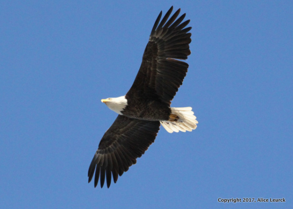 Alice Leurck Eagle for Record-001