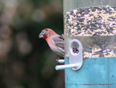 1-House finch 1 McKeon