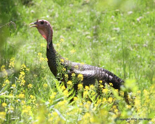 1-Wild Turkey by the Celery Farm in Allendale(1)