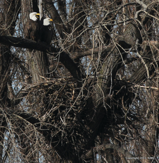 Page 36 wright eagle nest-1
