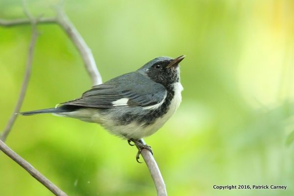 Black-throated Blue Warbler 2012 272