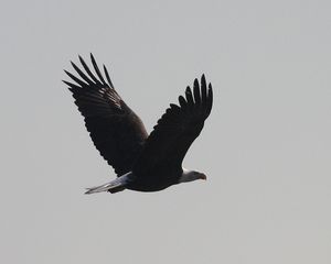 JW Bald Eagle_0266