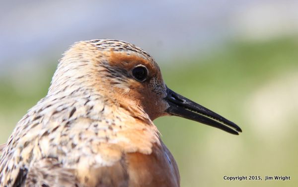 J Wright Red knot profile IMG_2108-001