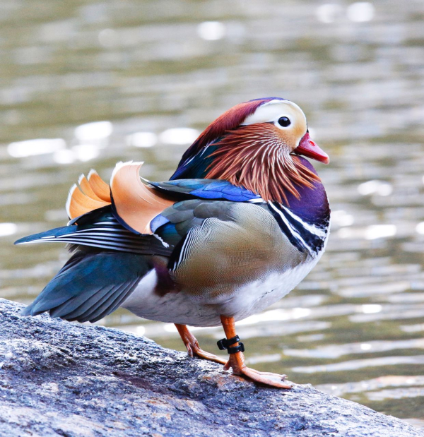 FVirrazzi Mandarin duck in Central Park 1