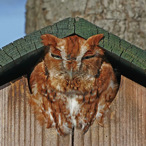 1 Jerry close-up Red-phase in nest box (1)