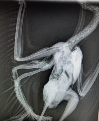 Yellow-crowned Night Heron Xray