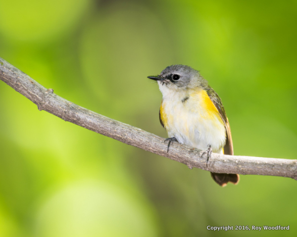 Roy Woodford Redstart AMRE_20150523-DSC_7141-002