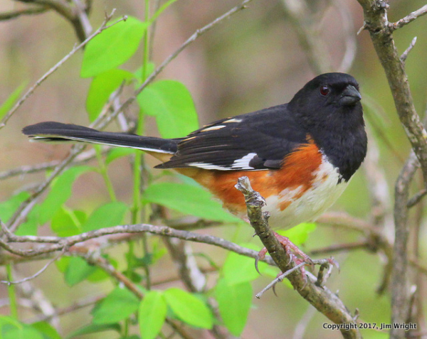 Wright towhee olana-001