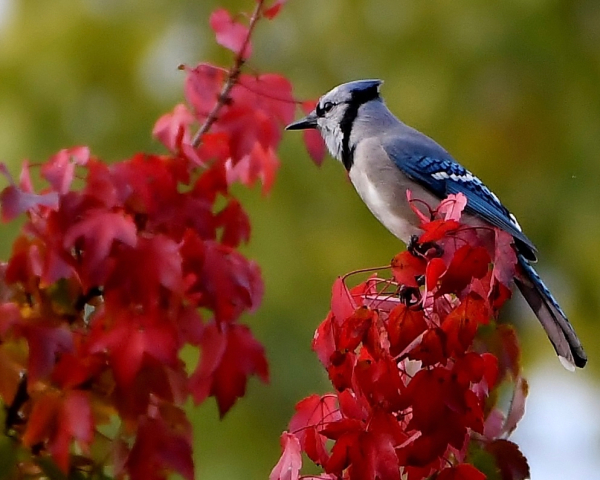 D.M. DeSantis BJAYRED