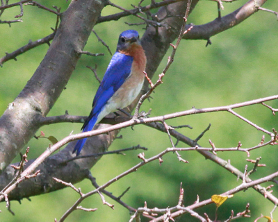 Jwright Bluebird at NJBC (2)