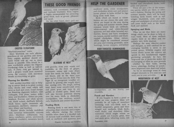 Stiles bluebird story 3