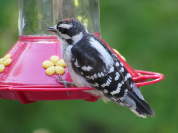Mitchell Downy at feeder BW 071317. (1)-001