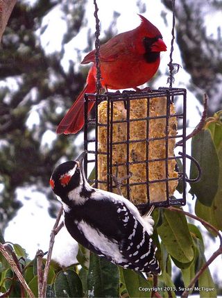 Mctigue feeder
