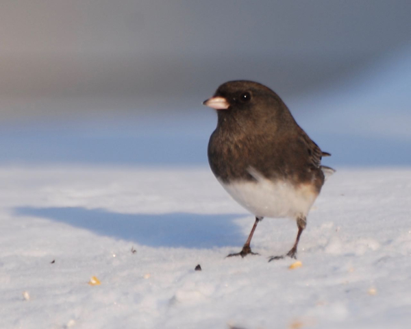 JUNCO my yard in teh   snowDSC_1313