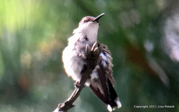 Potash Hummingbird IMG_2312(1)-001