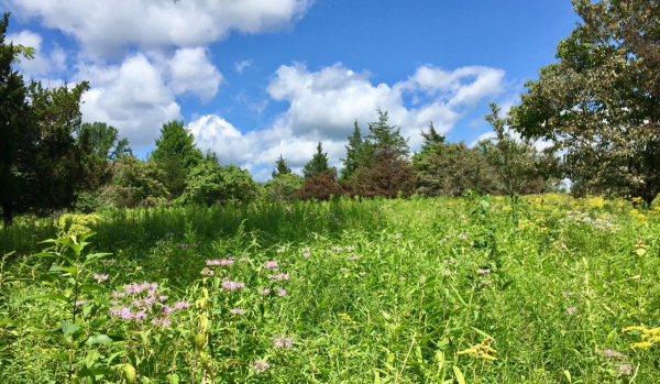 Celery Farm Meadow JWright