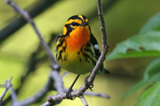 Blackburnian warbler slabsides Peter Schoenberger