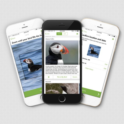 Merlin Bird ID app-001