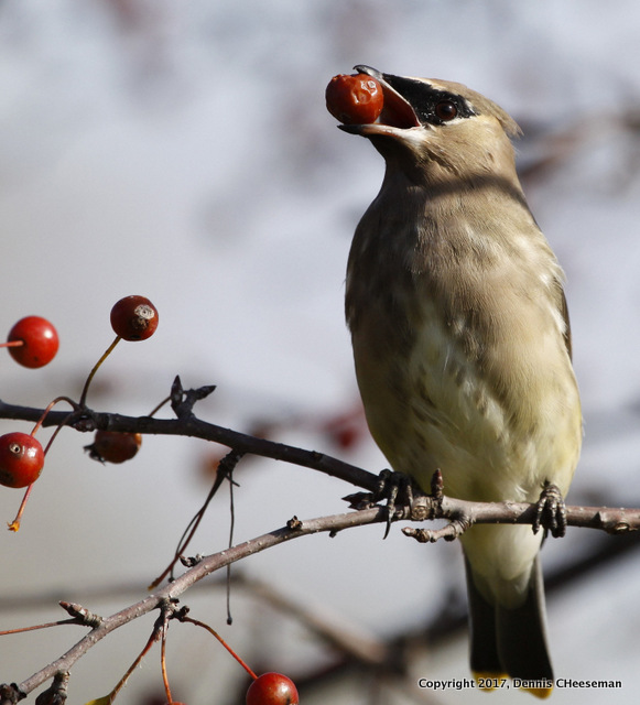 Cheeseman WAXWING-001