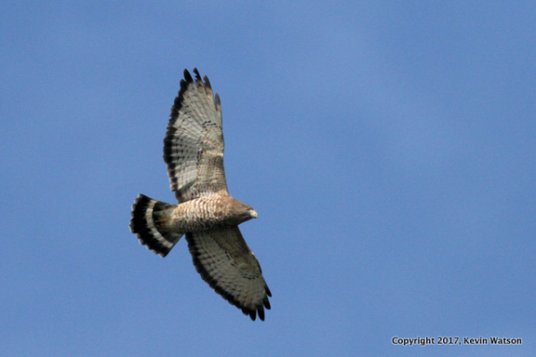 Kevin Watson Broad-wing
