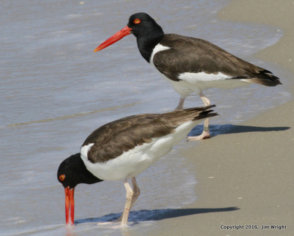 JWright Oystercatcher