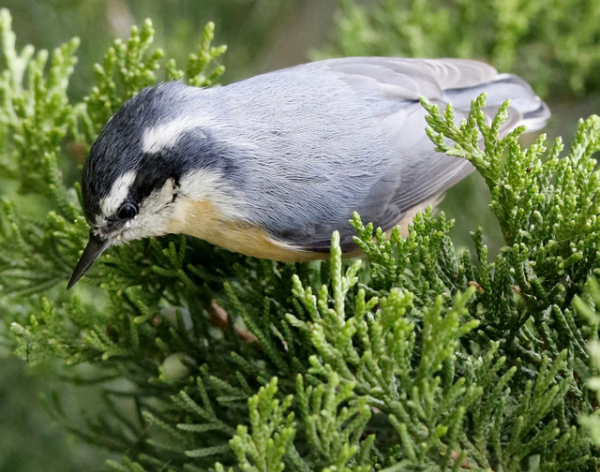 Red Brested Nuthatch-004