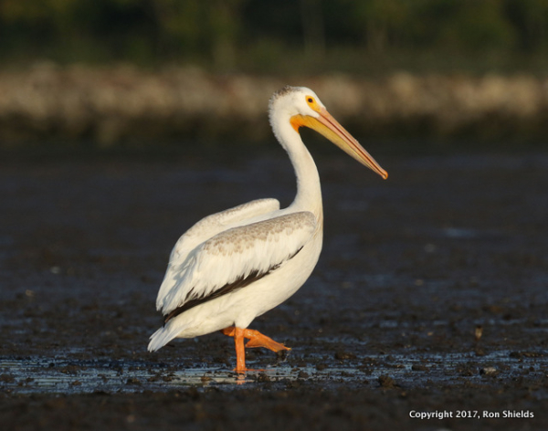 Shields pelican copy-001