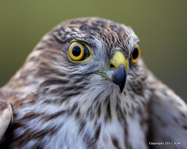 Sharp-shinned hawk JW
