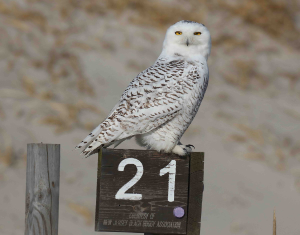 Shields Snowy Owl 2 0K4A4203(2)