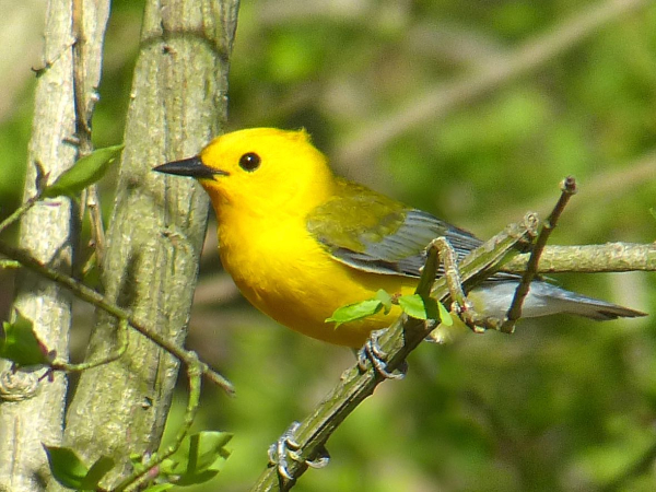 Muenz ProthonotaryWarbler-CF-05-02-18