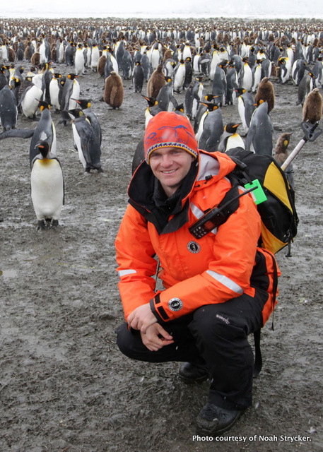 Stryckerpenguins