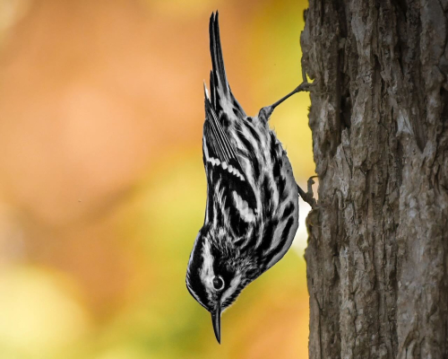 Zainab Naseer Black and white warbler (2) 1 (1)