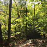 Wright Weis woods_5400