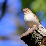 Wright Weis Sparrow_5087