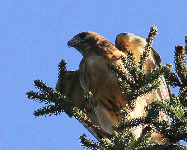 Wright Weis Red-tail _5061-001