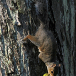 Weis squirrel wright_5043-002