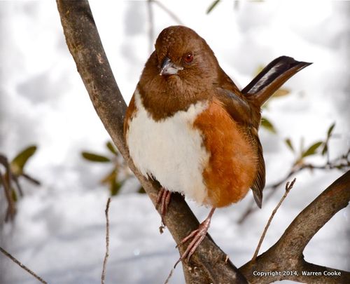 Warren cooke towhee2