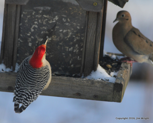Red-bellied by J Wright IMG_5103